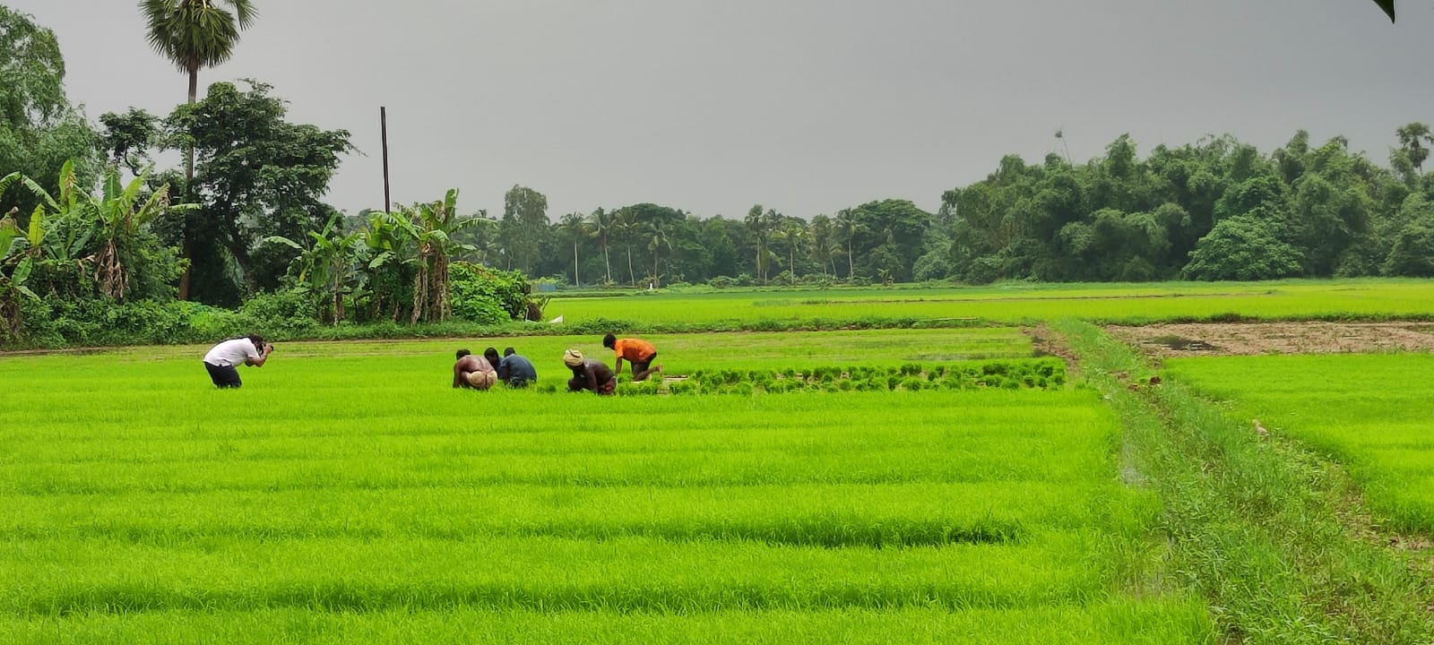 Indigenous rice farming activity at Maa Mati